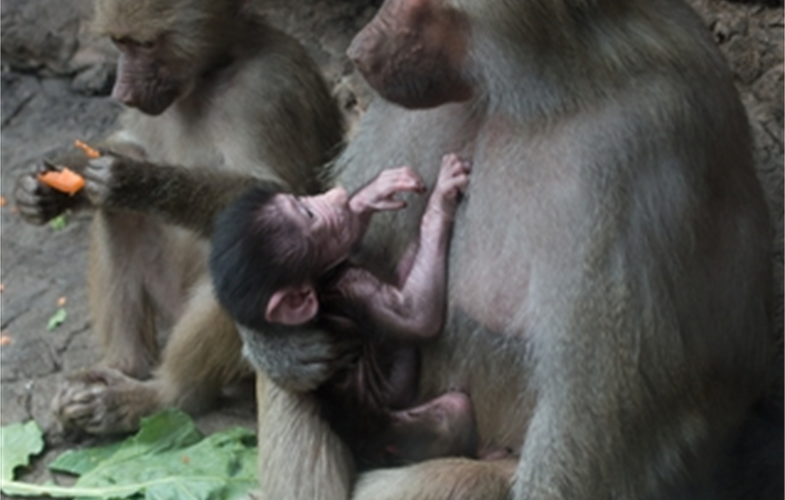 Julie Larsen Maher_2615_Hamadryas Baboons and Baby_PPZ_11 02 15.JPG